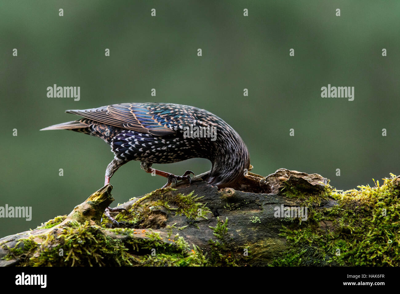 Starling comune / Europea starling (Sturnus vulgaris) cercando le larve nella cavità sul muschio coperto il ramo Foto Stock
