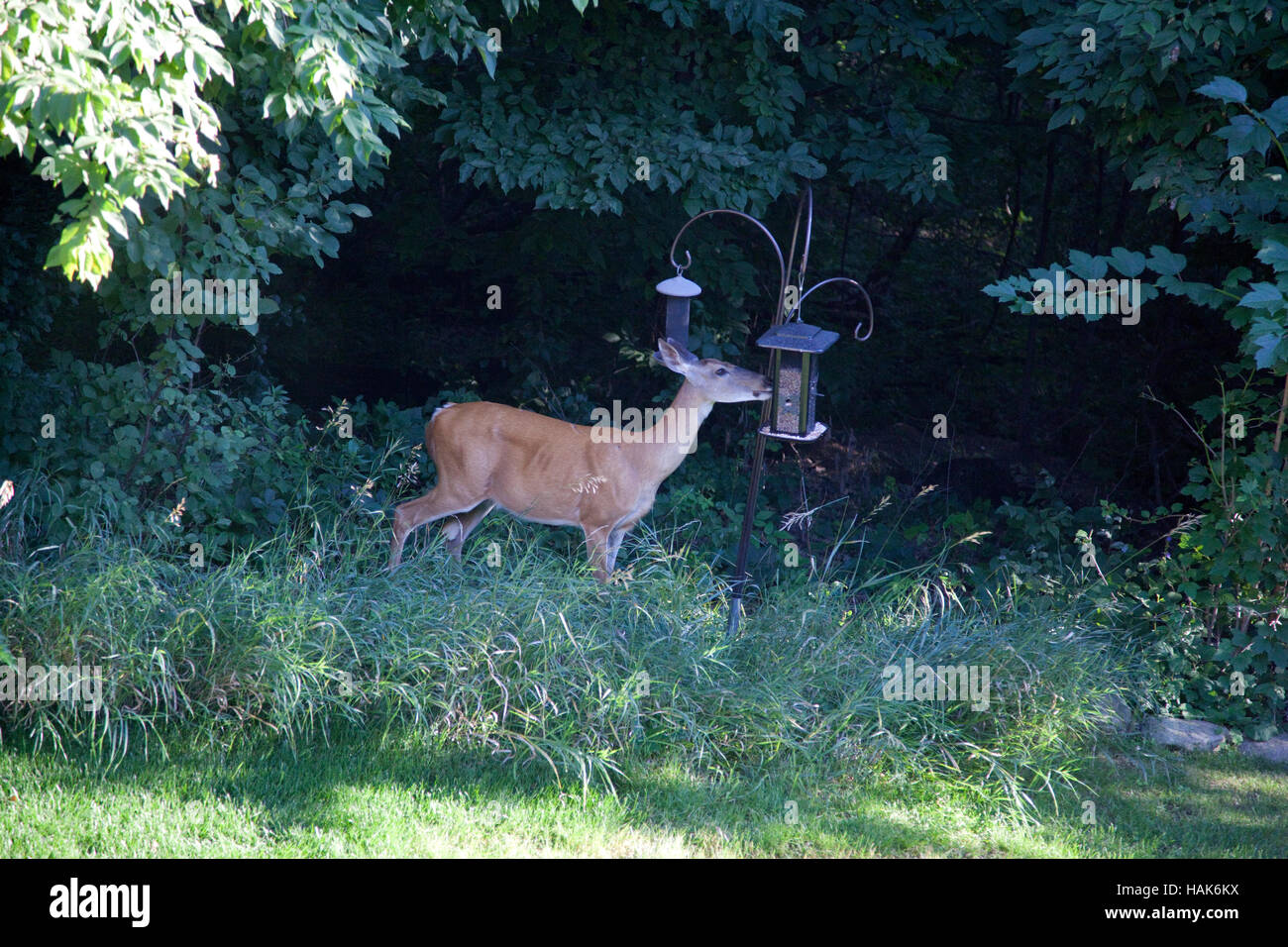 Doe deer mangiare da un cortile bird feeder. Champlin Minnesota MN USA Foto Stock