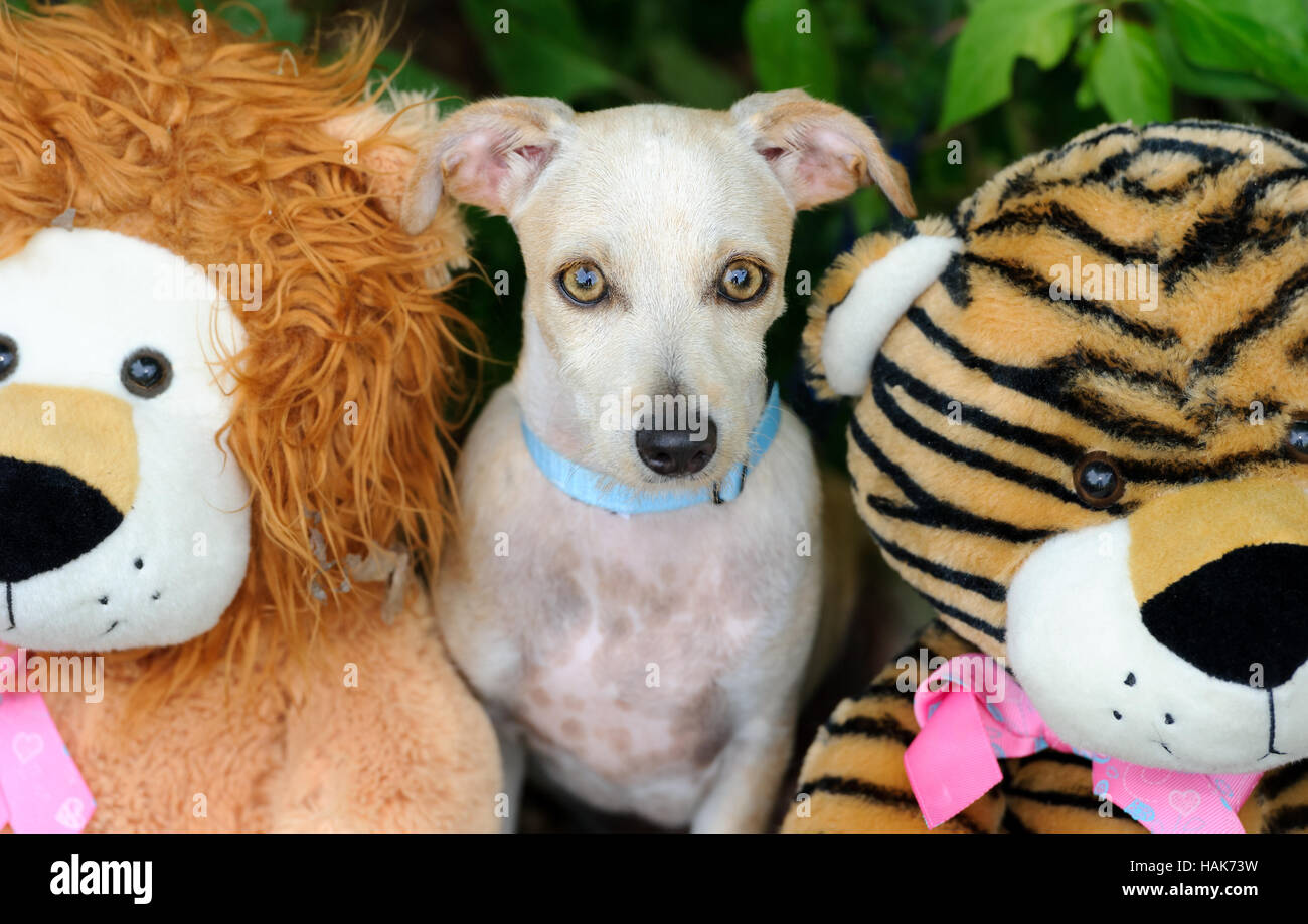 Giocattoli del cane è un cucciolo divertente giocare con i suoi giocattoli colorati all'esterno. Foto Stock