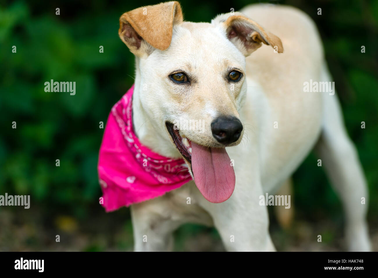 Dog faccia felice è un bellissimo cane bianco guardando molto felice ed entusiasta di essere all'esterno. Foto Stock