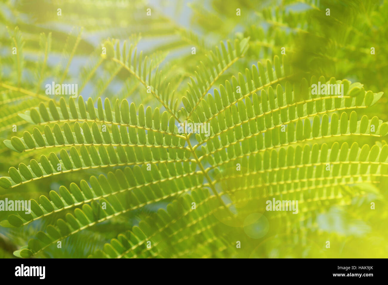 Sole sul verde e fresco foglie di piante di macro Foto Stock
