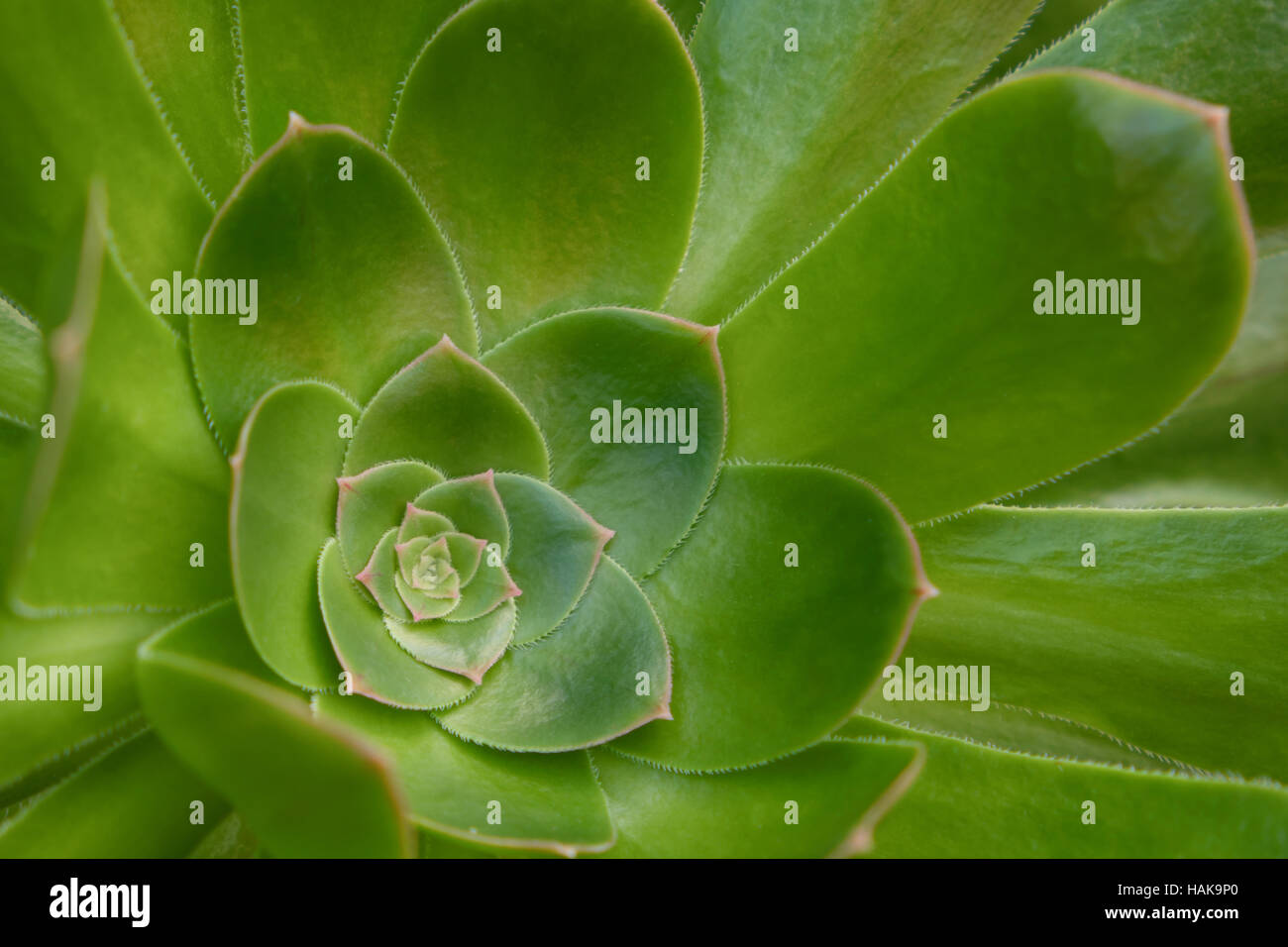 Sempervivum closeup - piante succulente macro rosette Foto Stock