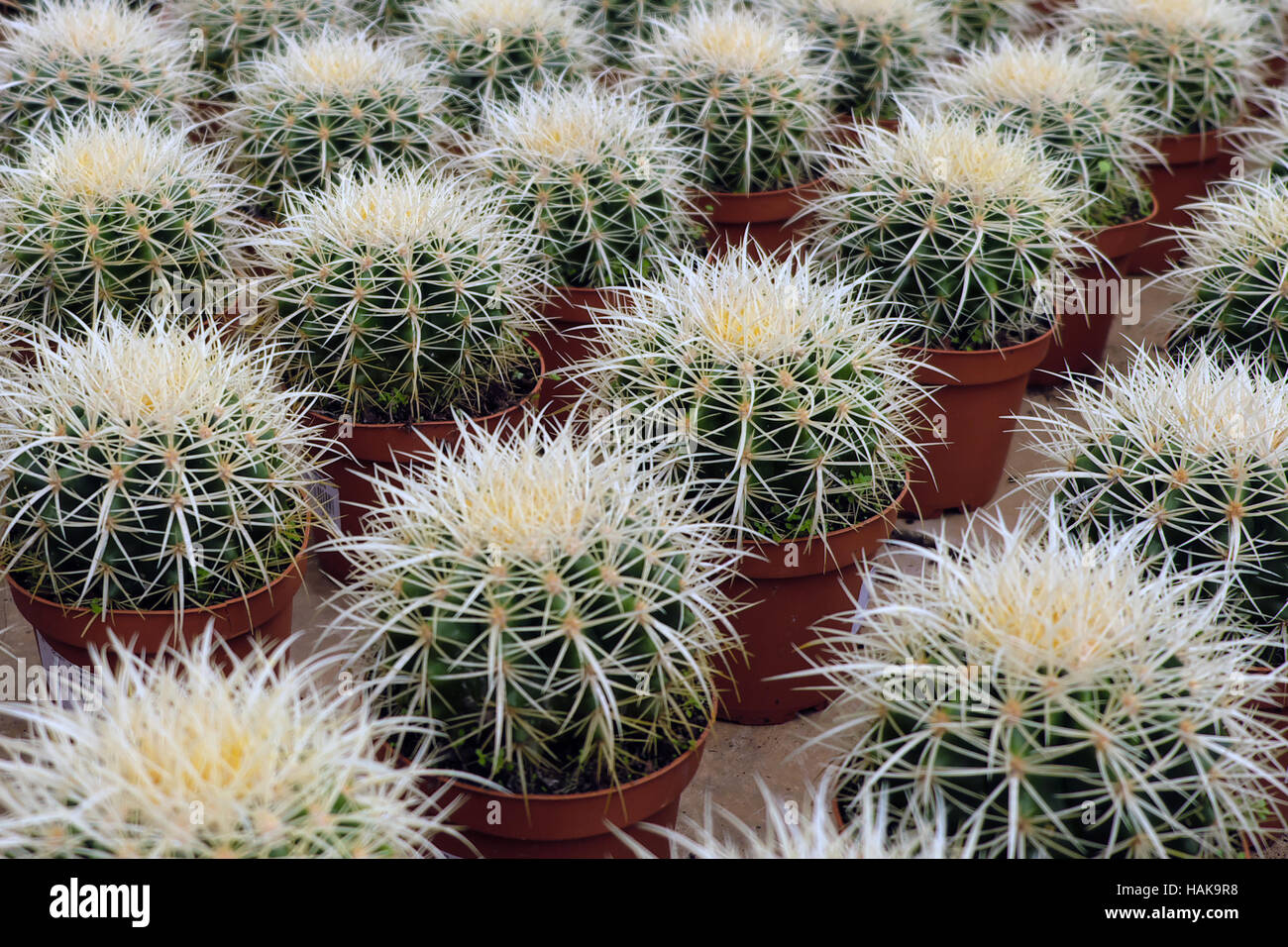 Molti barrel cactus in pentole - cactus per la vendita Foto Stock