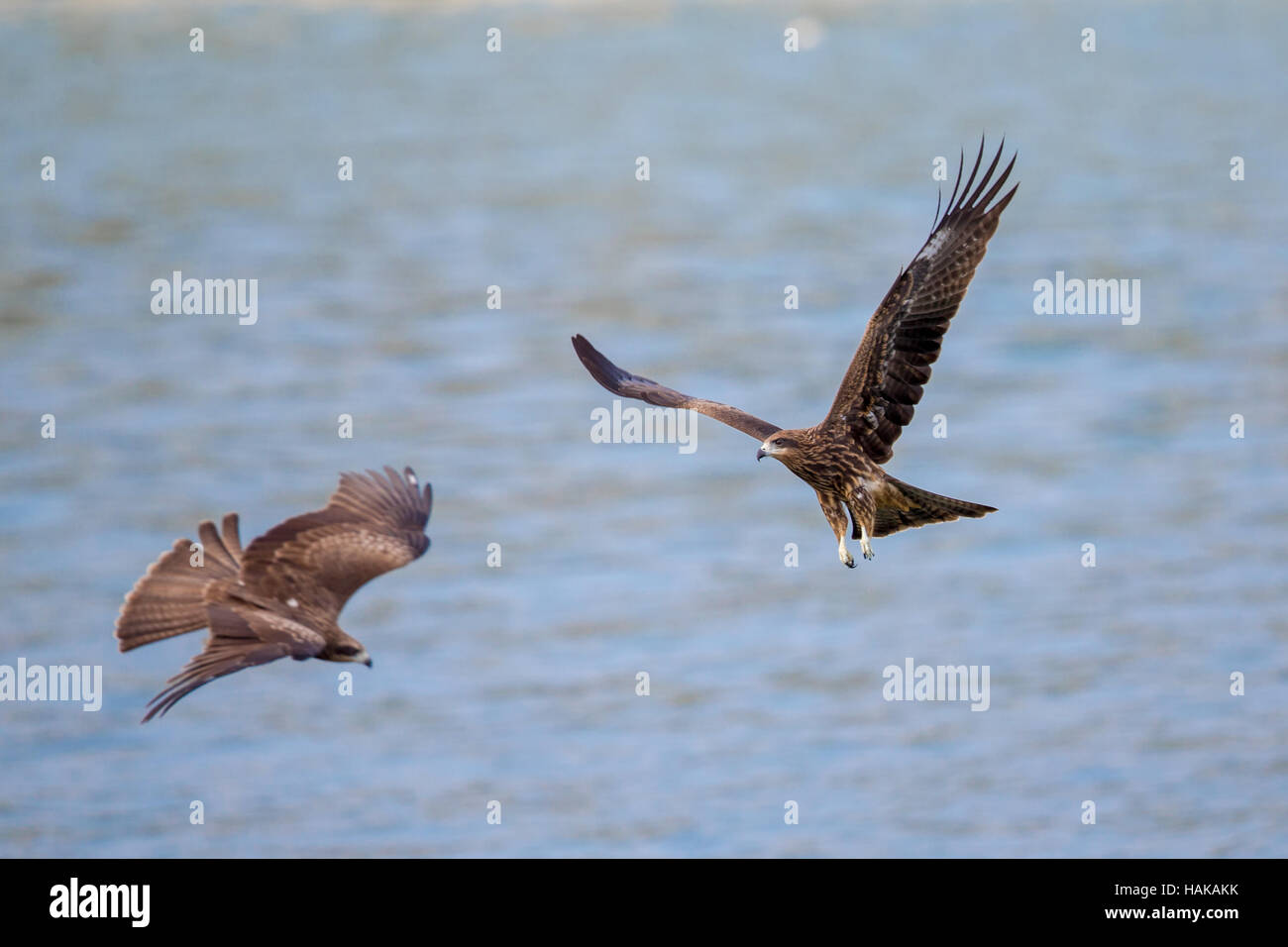 Due Nibbio bruno (Milvus migrans) battenti Foto Stock