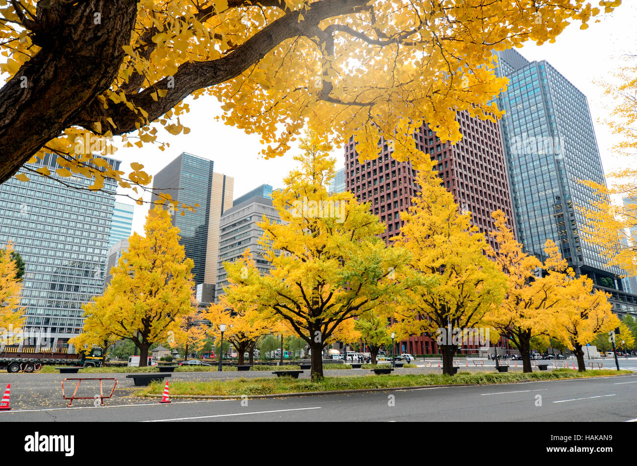Foglie di autunno a Tokyo in Giappone. Giallo Ginkgo le foglie in autunno. Foto Stock