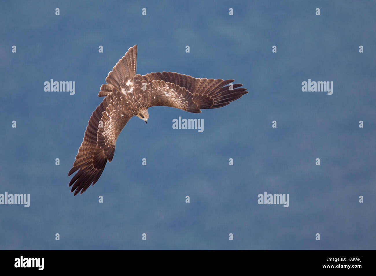 Nibbio bruno (Milvus migrans) subduct con sfondo sfocato Foto Stock