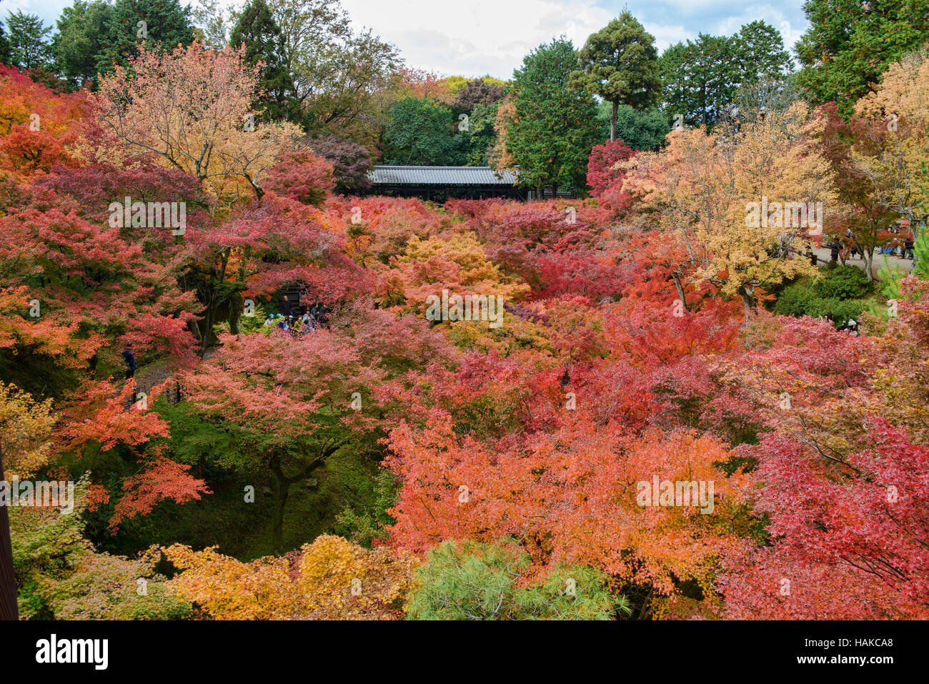 Foglie di autunno a colori alla Tofuku-ji, Kyoto, Giappone Foto Stock