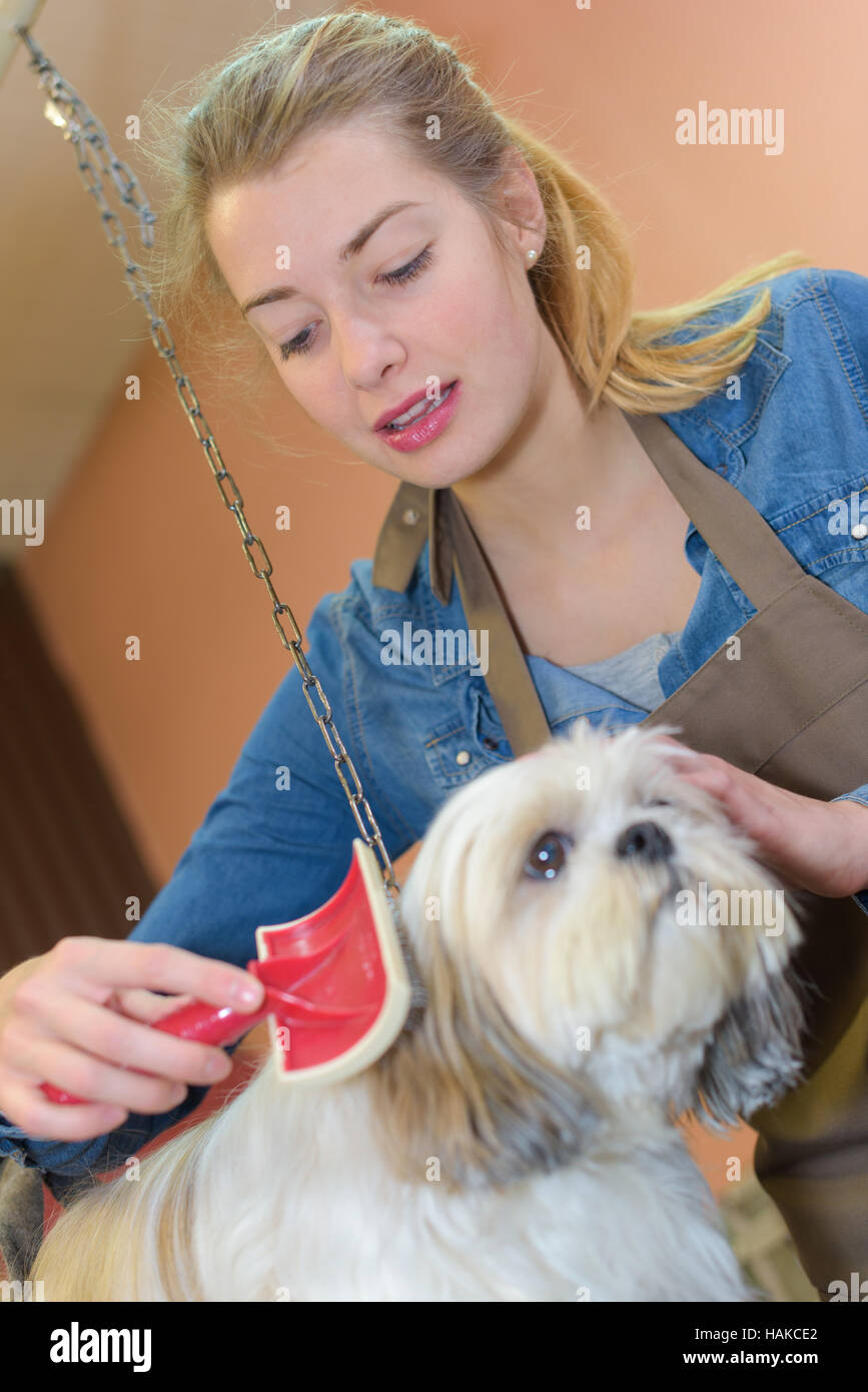 Spazzolare il cane Foto Stock