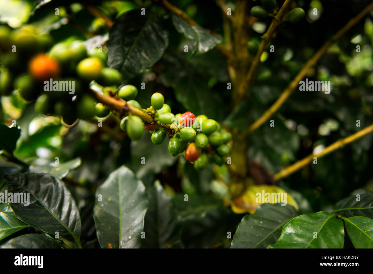 Dettaglio di una pianta del caffè in un caffè organico farm nel Salento, Colombia, Sud America Foto Stock