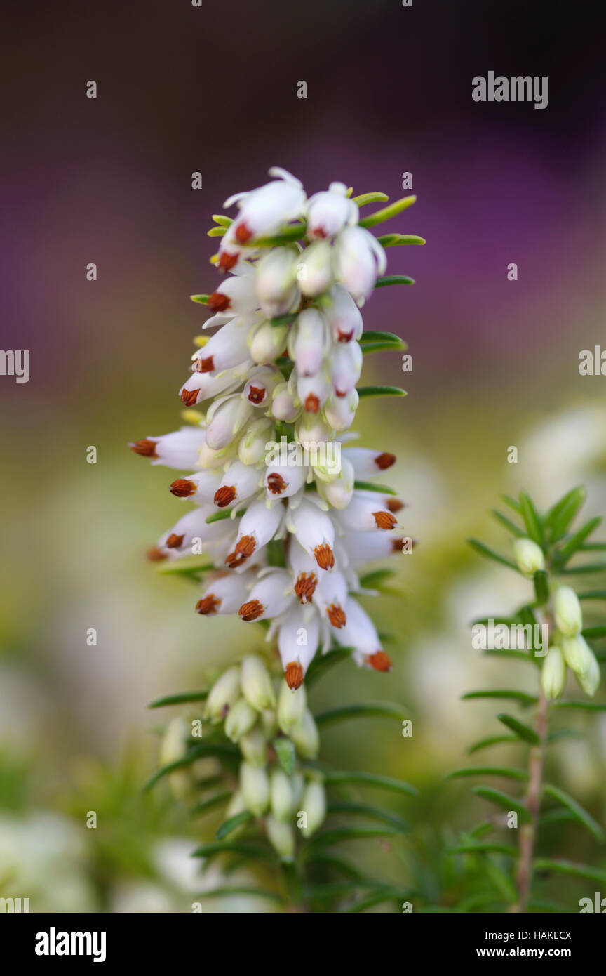 Erica carnea Golden Starlet Foto Stock