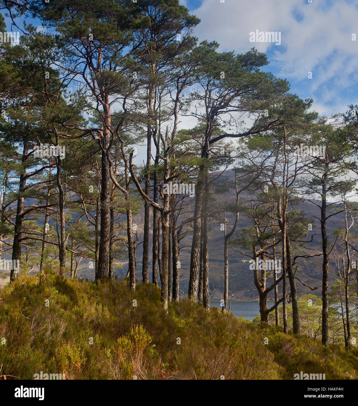 Caledonian antica pineta di Ben Eighe Riserva Naturale Nazionale, Wester Ross, Scozia. Foto Stock