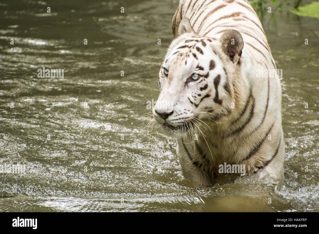 Un maschio bianco tigre arrotondamento in acqua Foto Stock