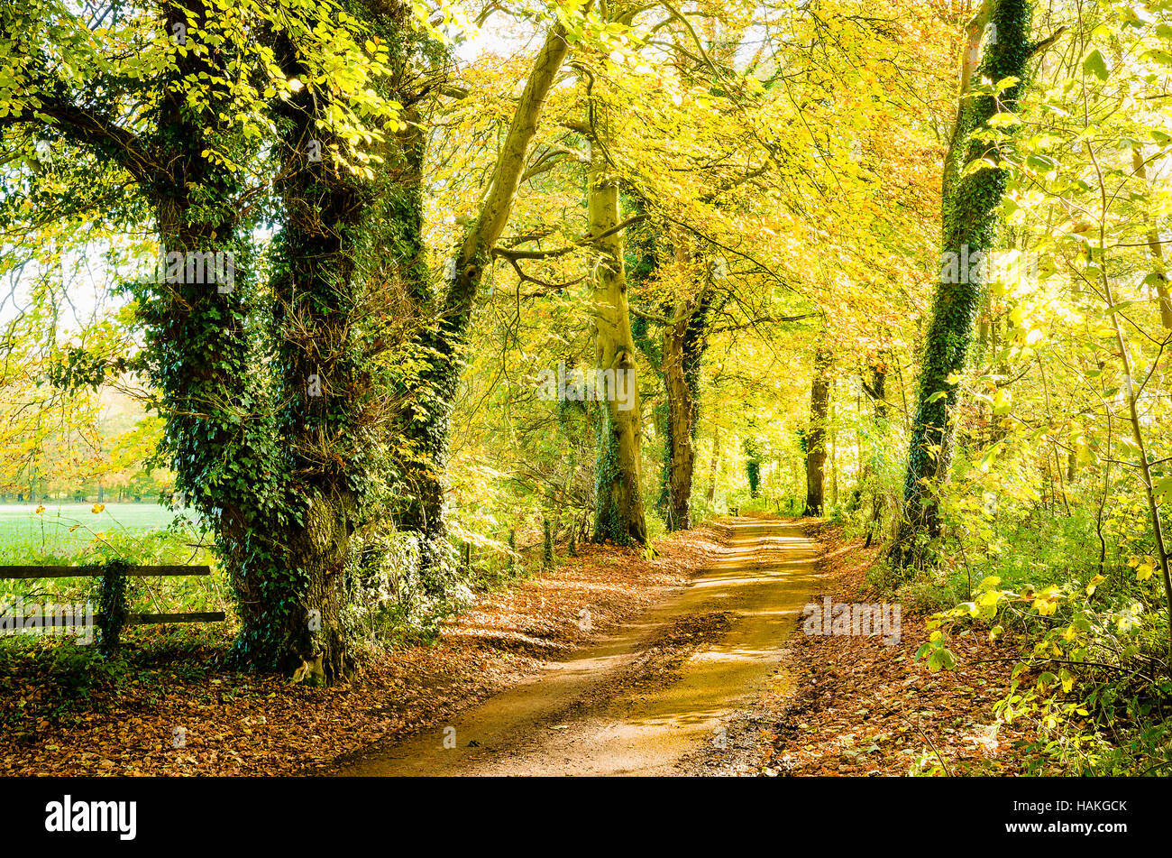 Colori dell'autunno in una corsia di Wiltshire vicino a Sandy Lane UK Foto Stock
