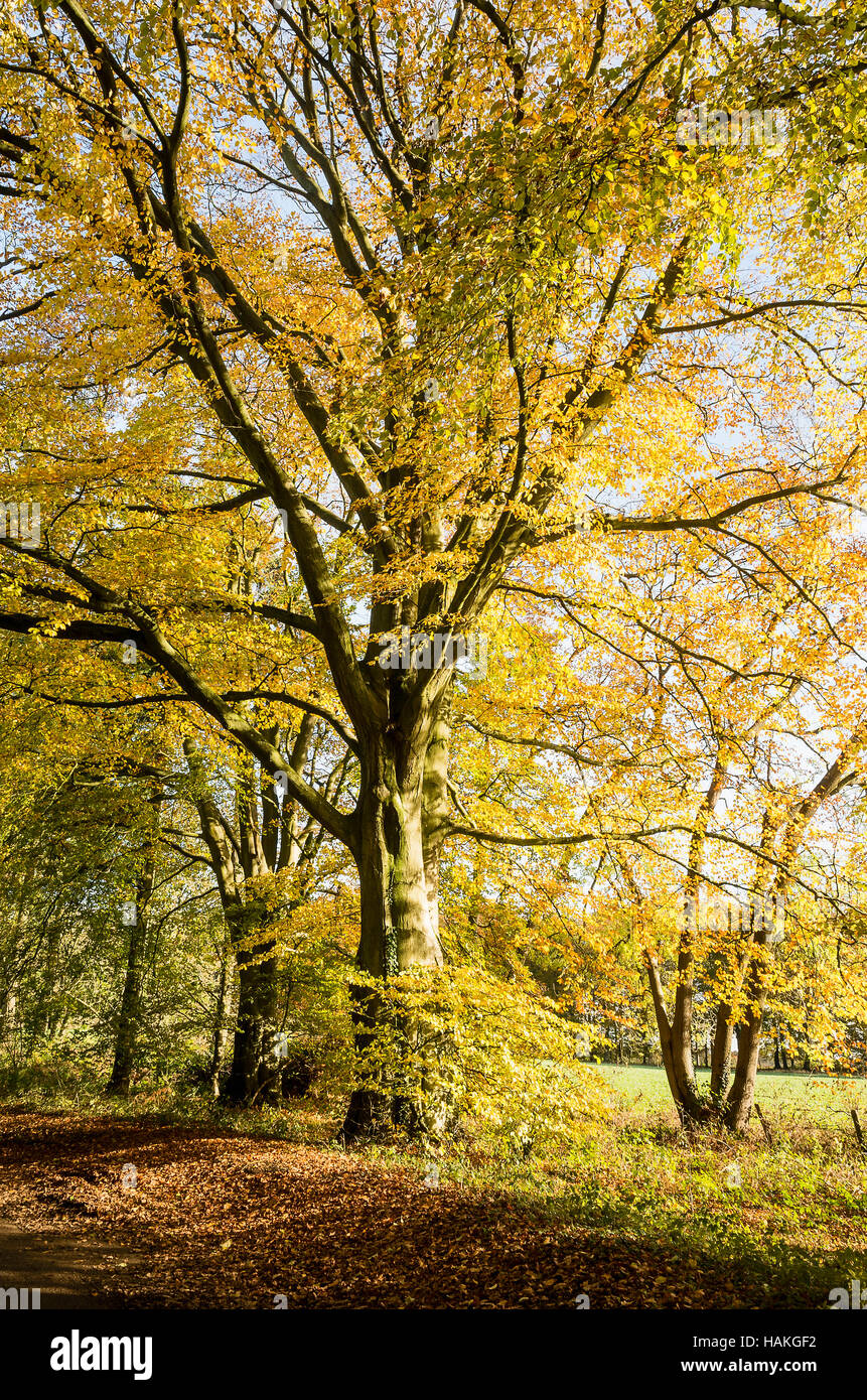 Colori dell'autunno in una corsia di Wiltshire vicino a Sandy Lane UK Foto Stock