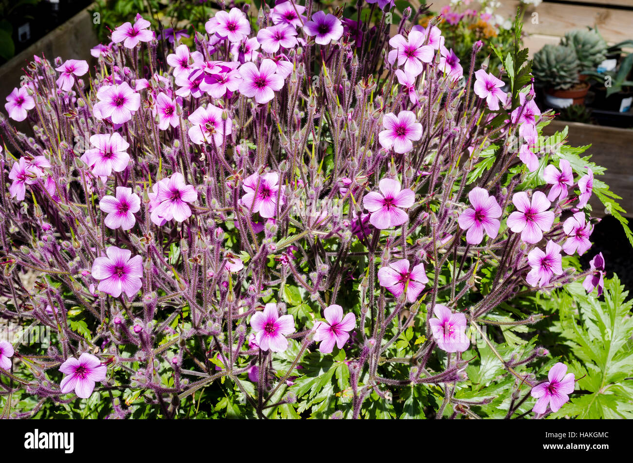 Geranium maderense in fiore in un giardino della Cornovaglia Foto Stock