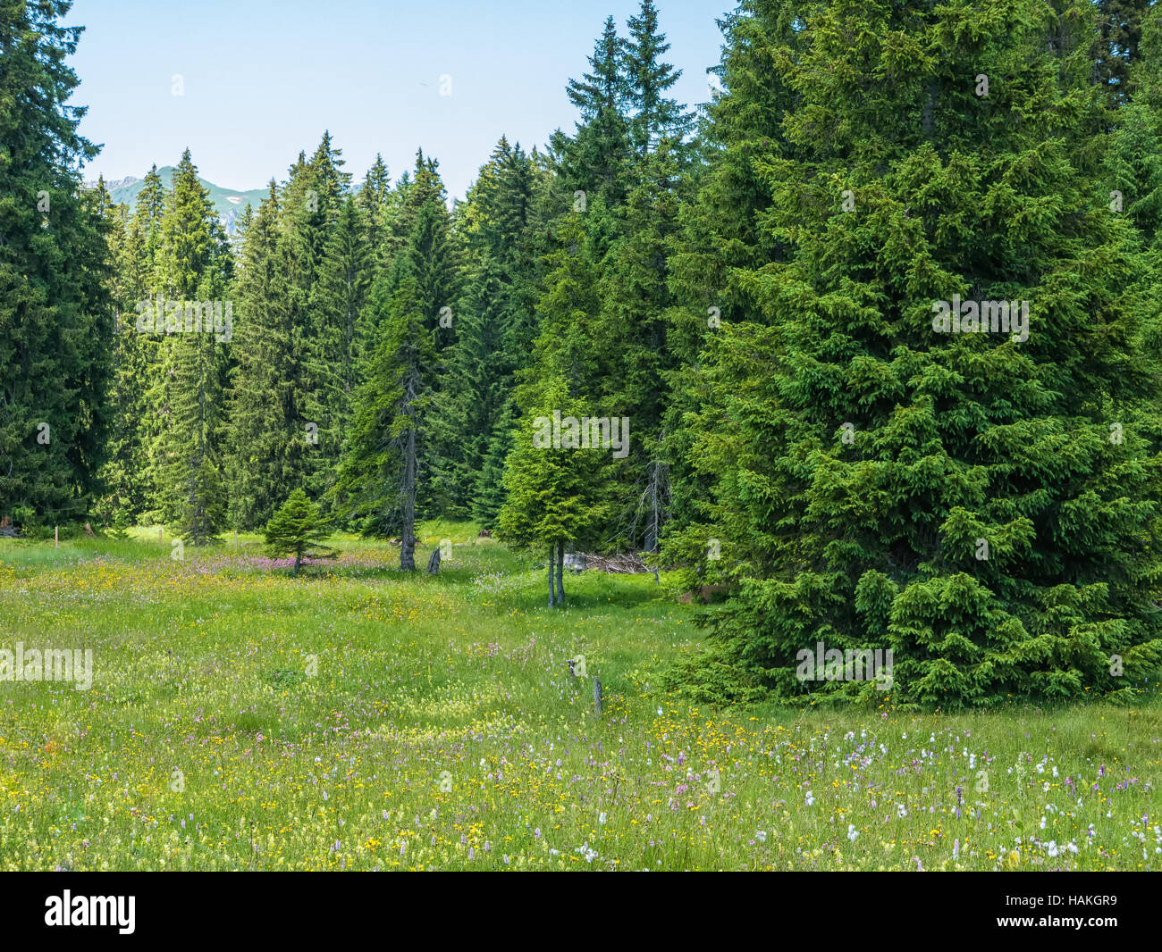 La presenza di macchie di alberi in piedi in una foresta nelle montagne svizzere Foto Stock