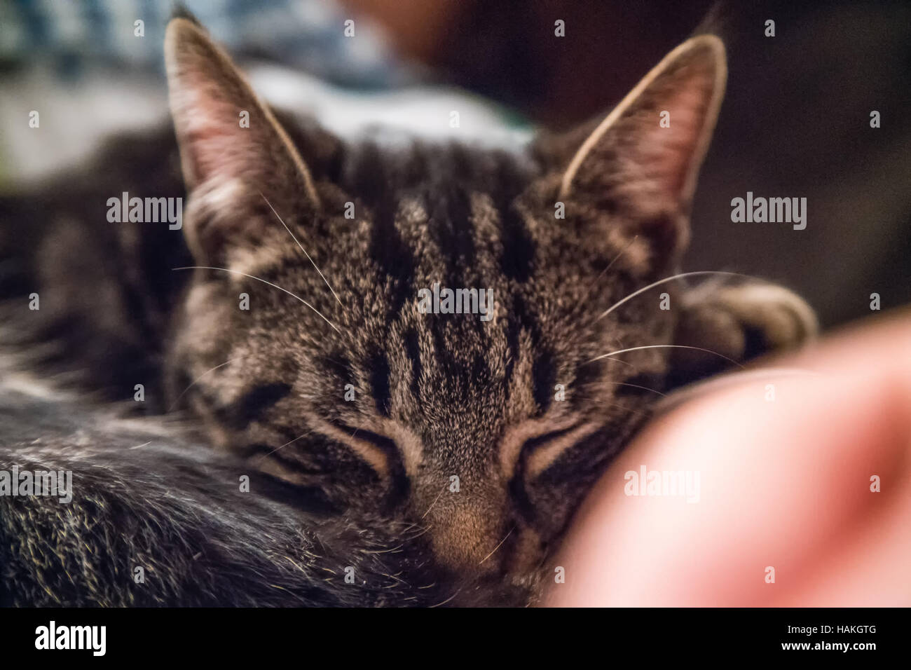 Il tabby gatto dorme con i suoi occhi la merda Foto Stock
