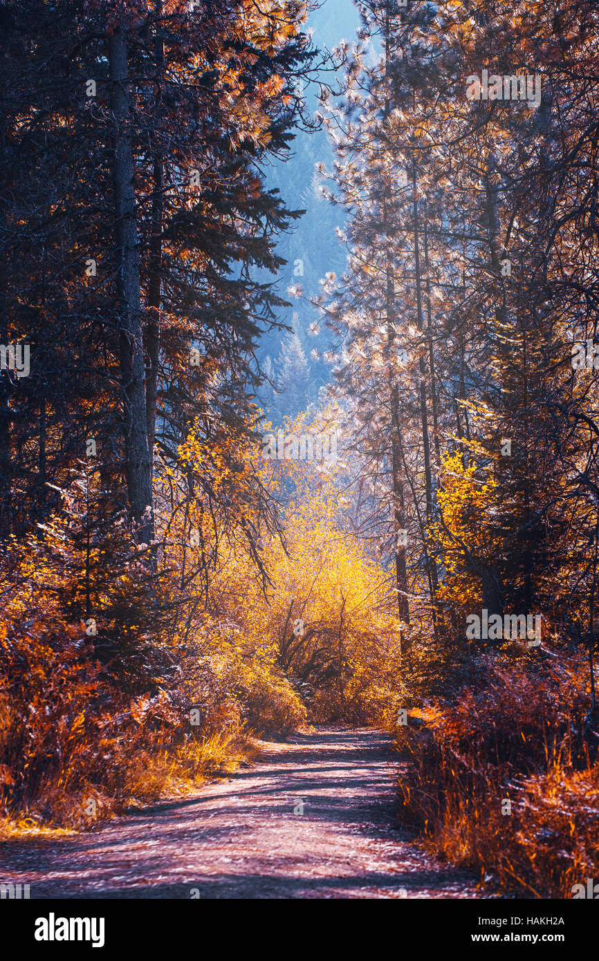 Paesaggio autunnale con il trasporto su strada e di alberi di pino Foto Stock