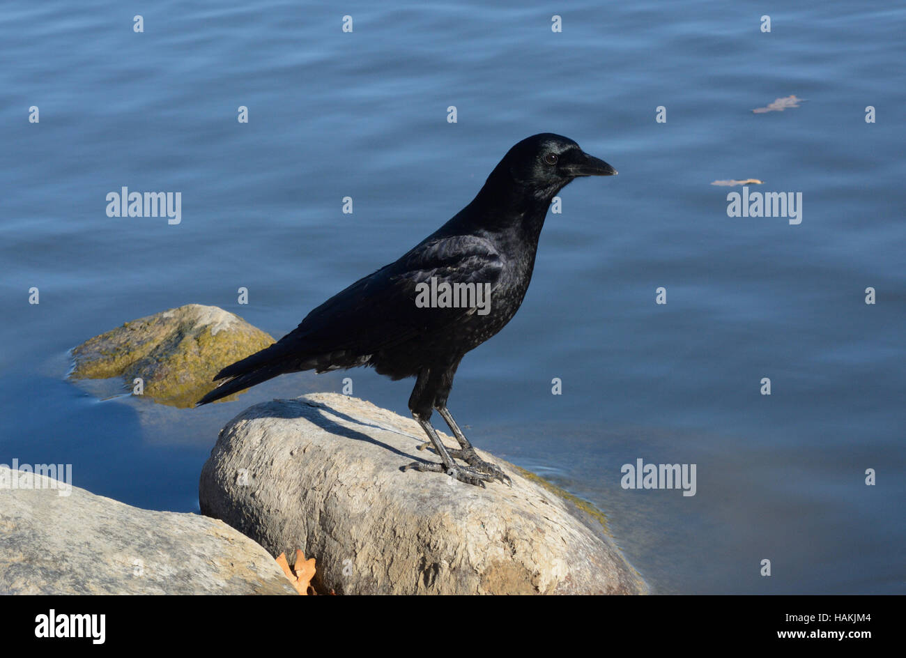 American crow (Corvus brachyrhynchos) appollaiato sulla roccia a bordo lago Foto Stock