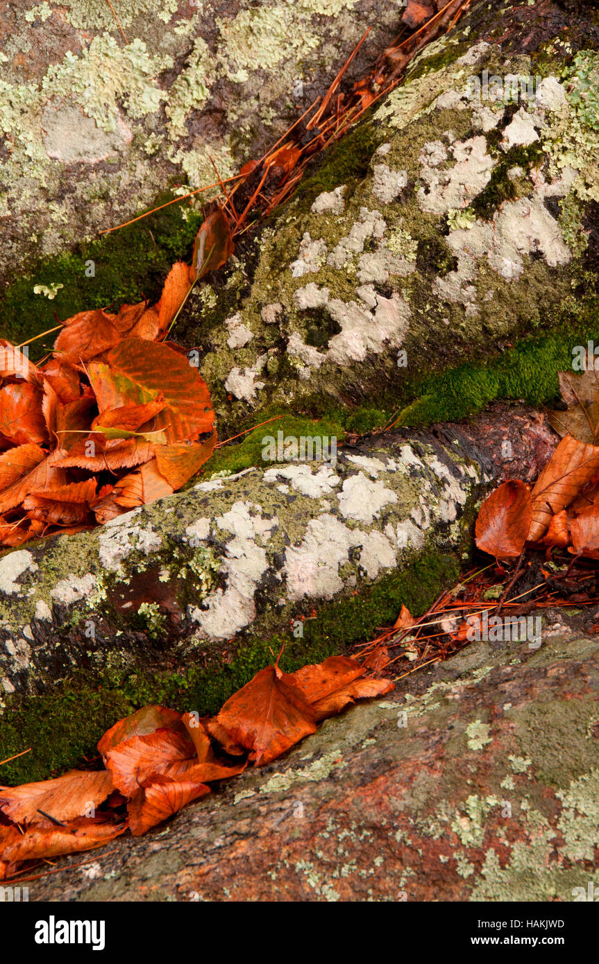 Sperone di roccia, George Washington Area di gestione, Rhode Island Foto Stock