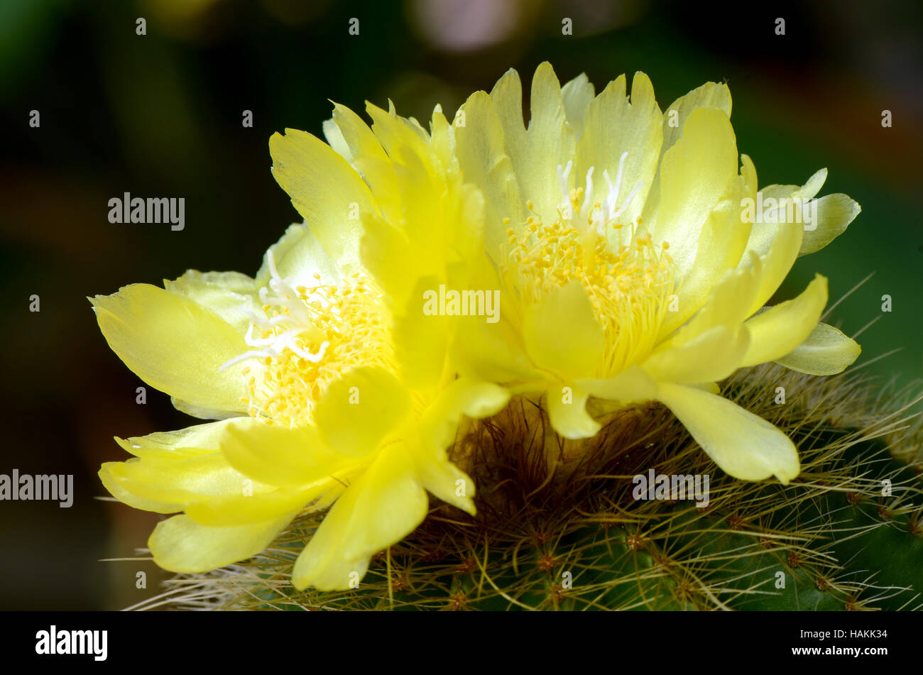 Fiori gialli di cactus. Foto Stock