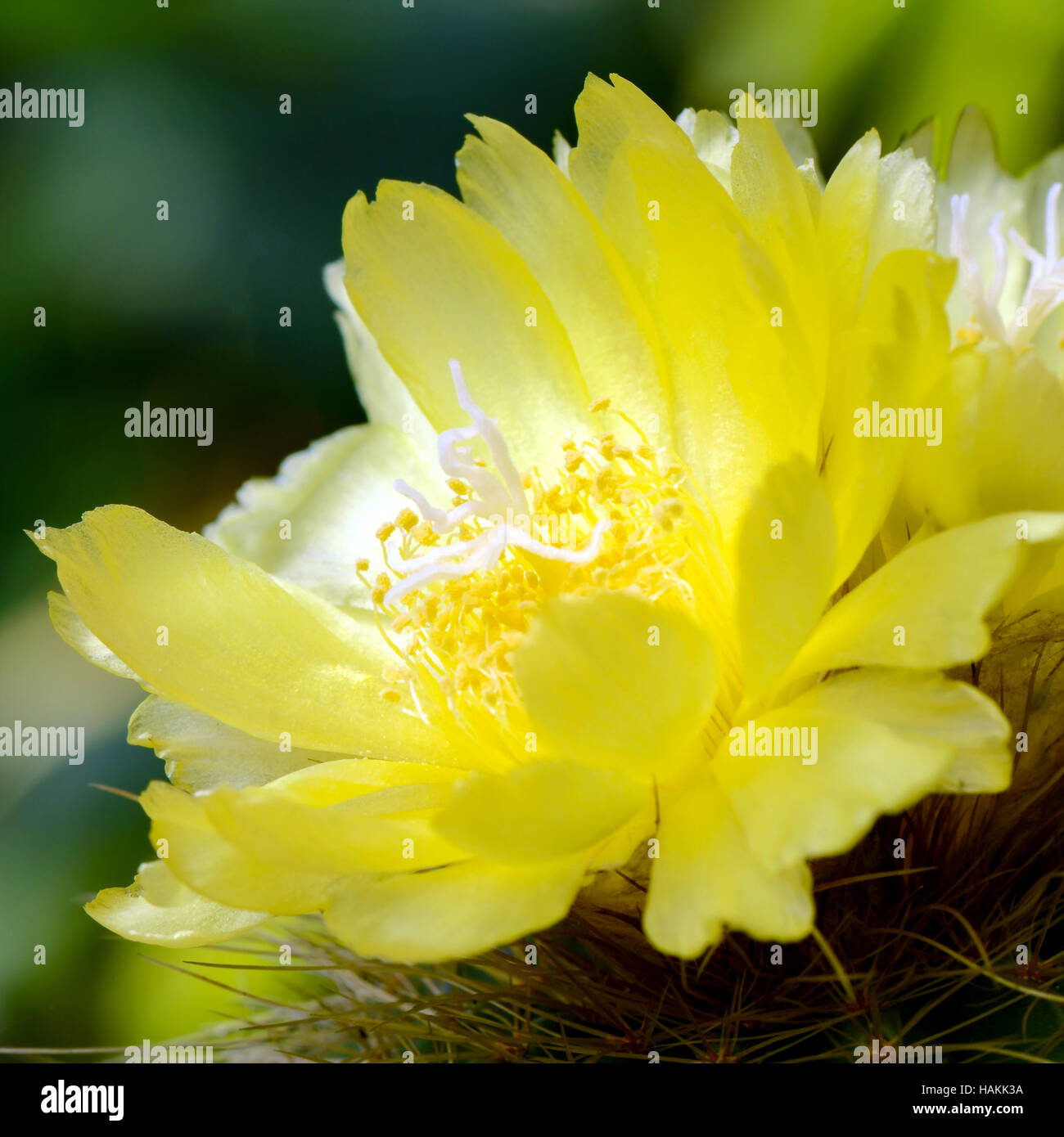 Fiori gialli di cactus. Foto Stock