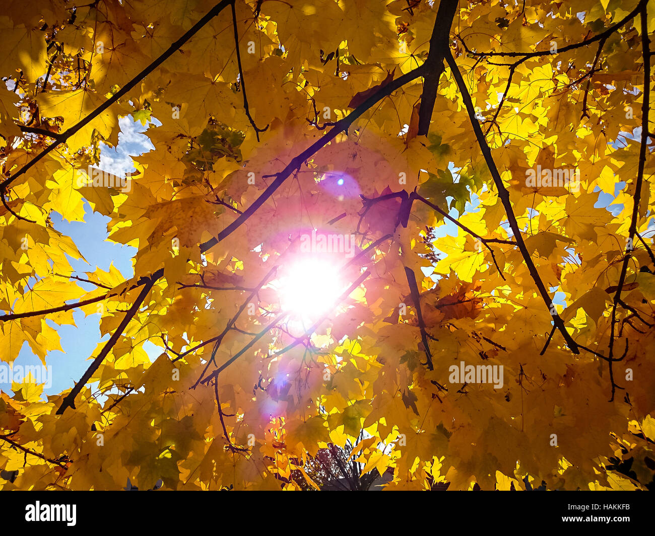 Giallo oro foglie di acero in autunno con il sole Foto Stock