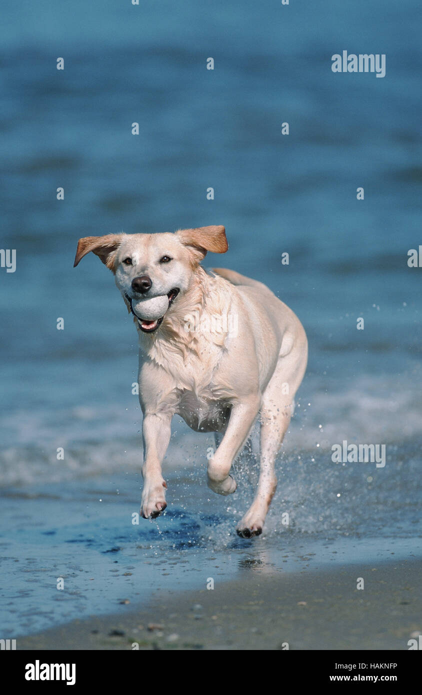 Scherzo del labrador immagini e fotografie stock ad alta risoluzione - Alamy