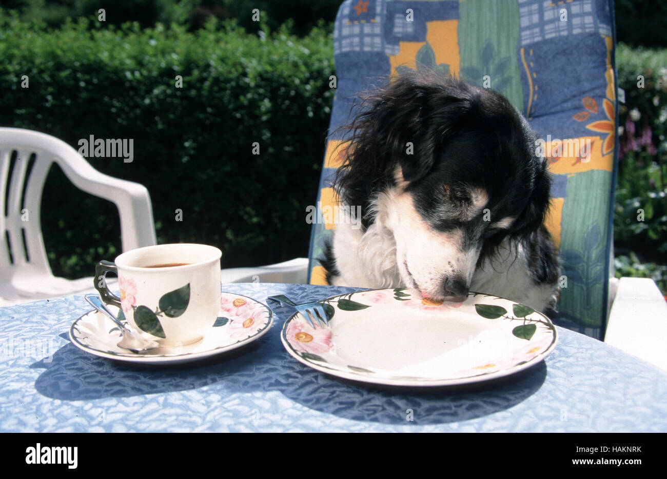 Mischlingshund am Tisch Foto Stock