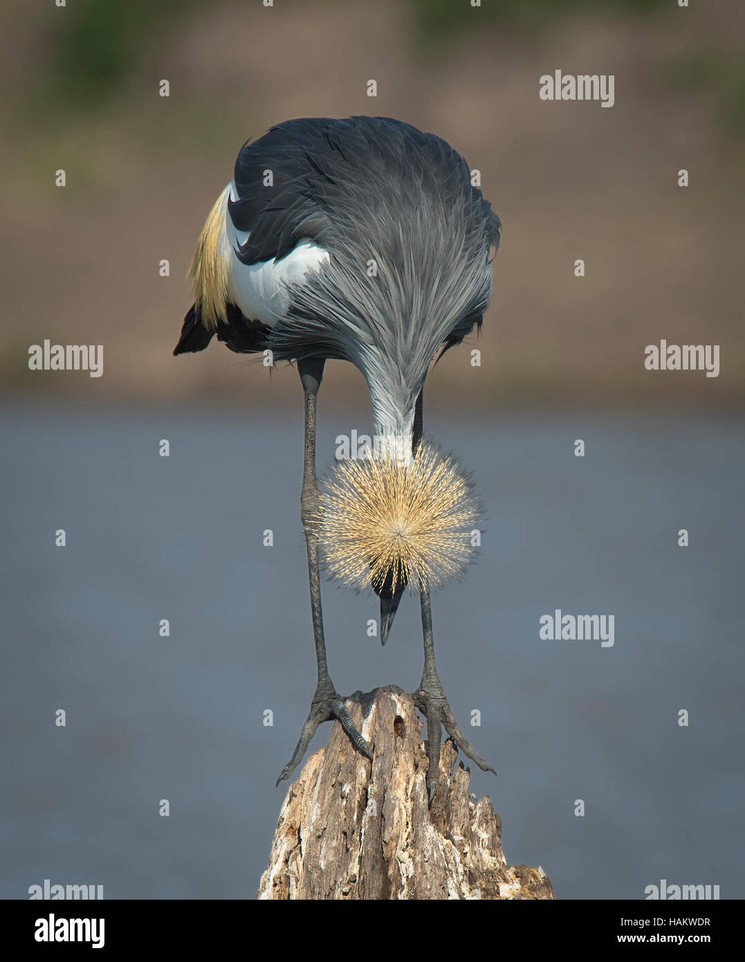 Grigio-Crowned Crane piegamenti con la corona tra le gambe Foto Stock