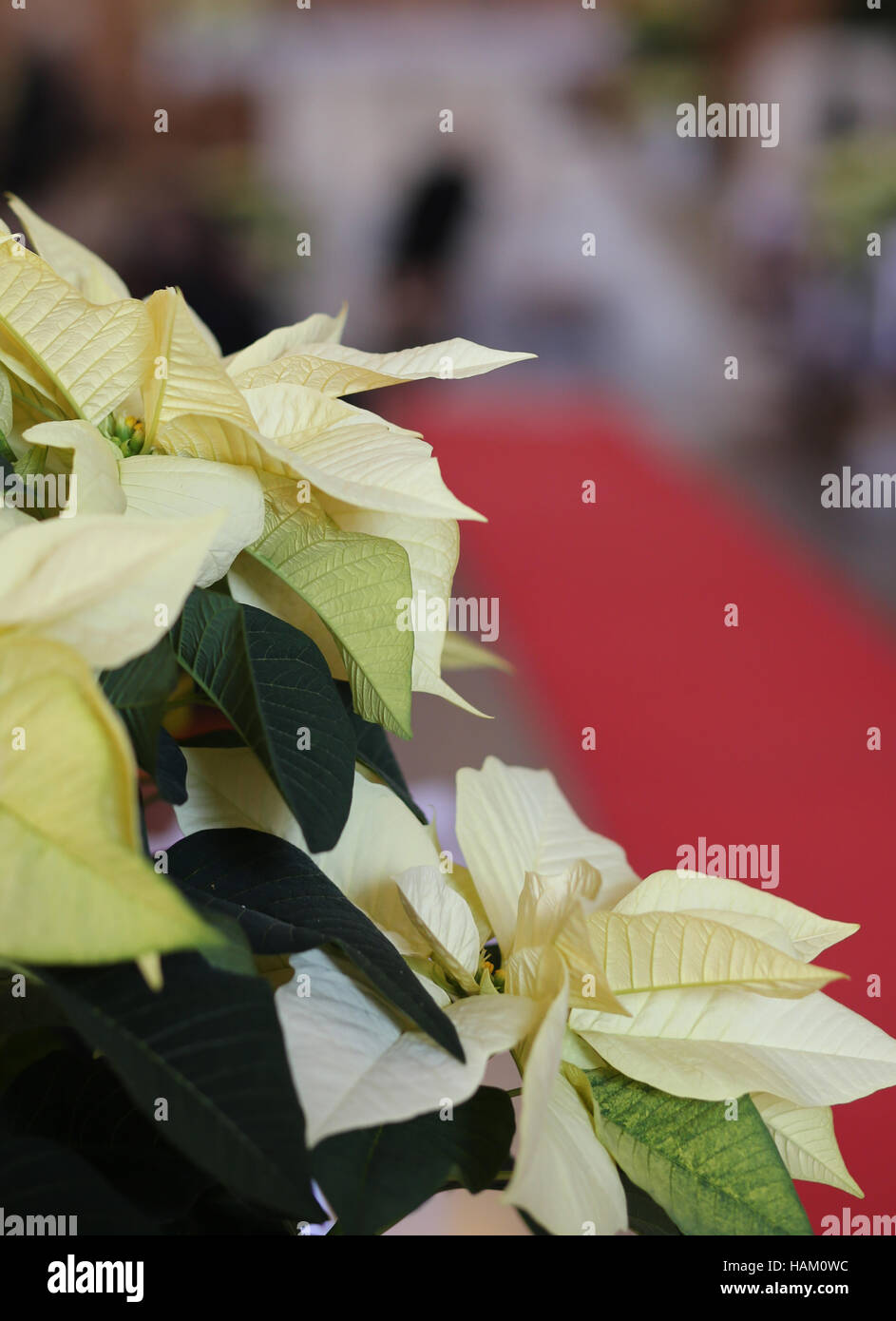 Poinsettia piante con luce foglie bianche in chiesa durante la cerimonia di nozze Foto Stock