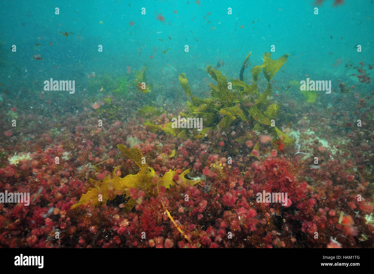 Le alghe colorate dei climi temperati oceano Pacifico meridionale Foto Stock