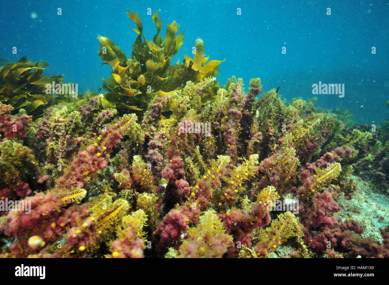 Colori del mare le erbacce dei climi temperati oceano Pacifico meridionale Foto Stock