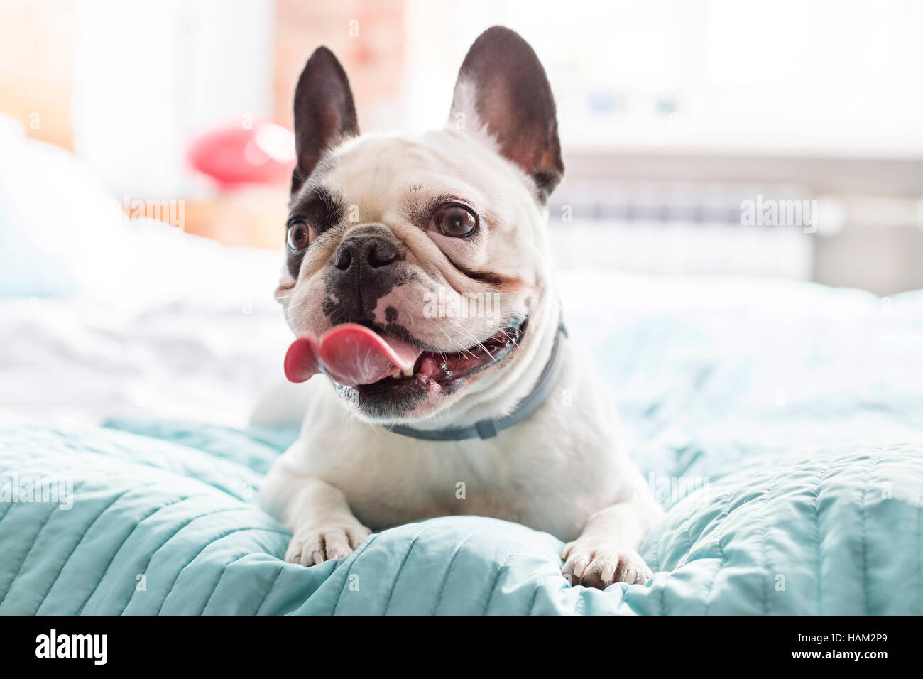 Bulldog francese la posa su letto di ansimazione Foto Stock
