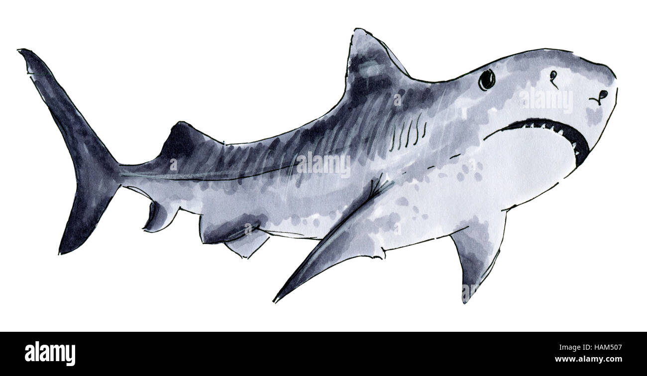 Marcatori verniciato shark su sfondo bianco Foto Stock