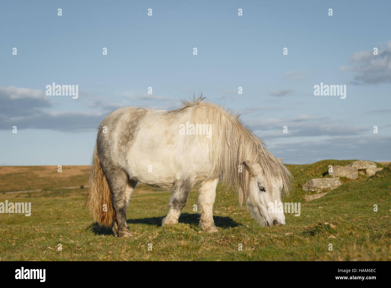 Dartmoor pony in un campo erboso Foto Stock