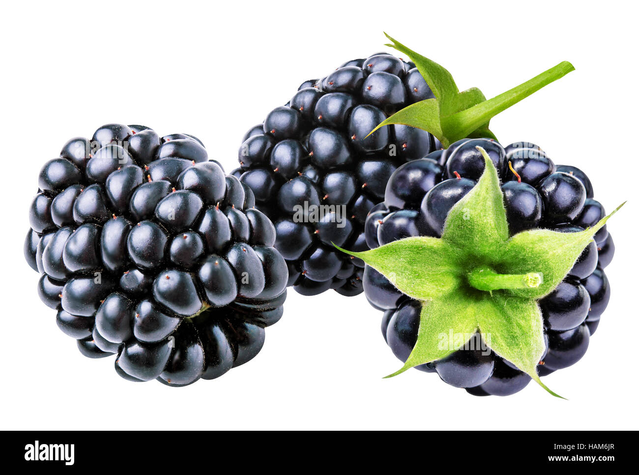 Blackberry isolati su sfondo bianco Foto Stock