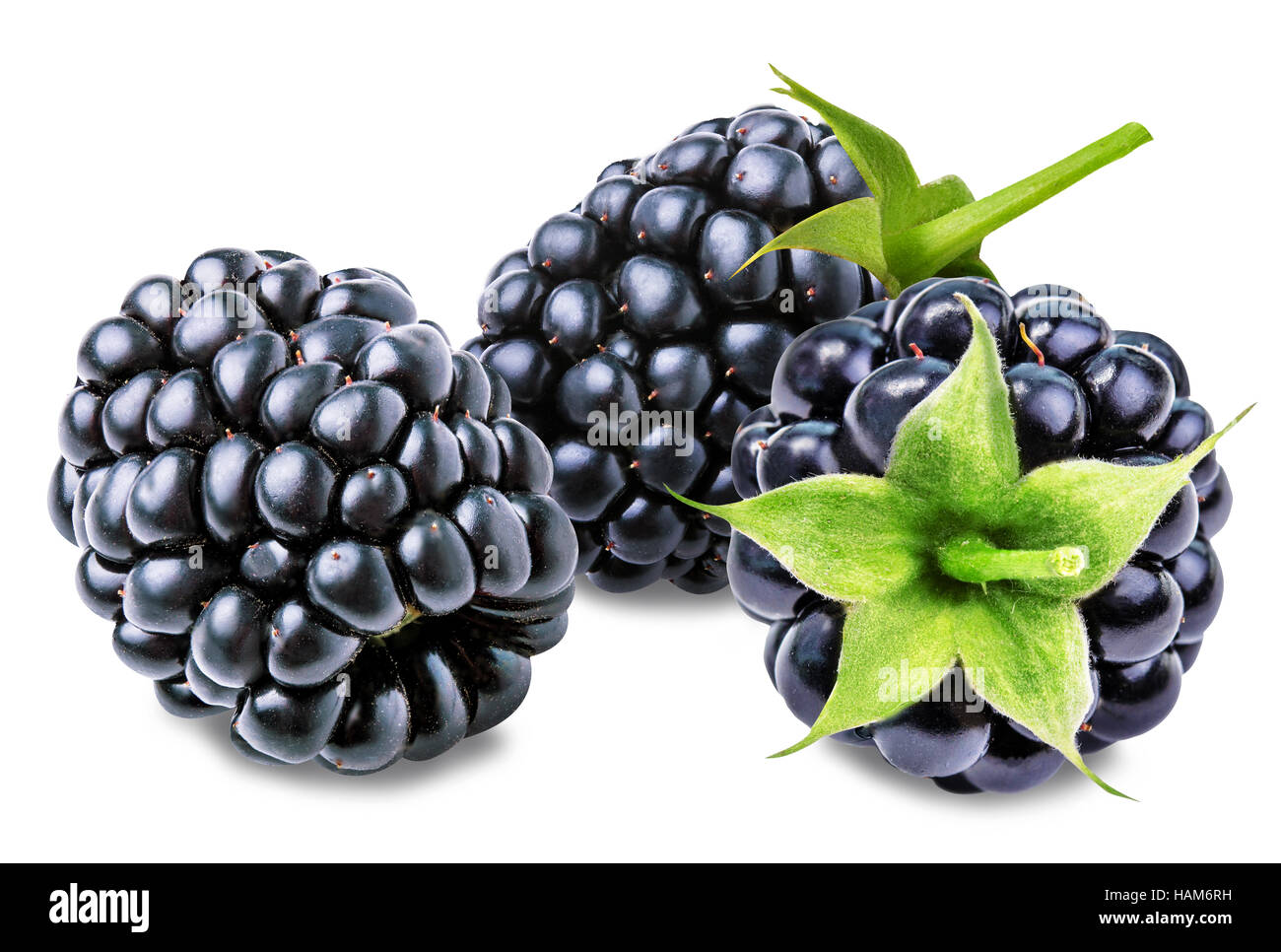 Blackberry isolati su sfondo bianco Foto Stock