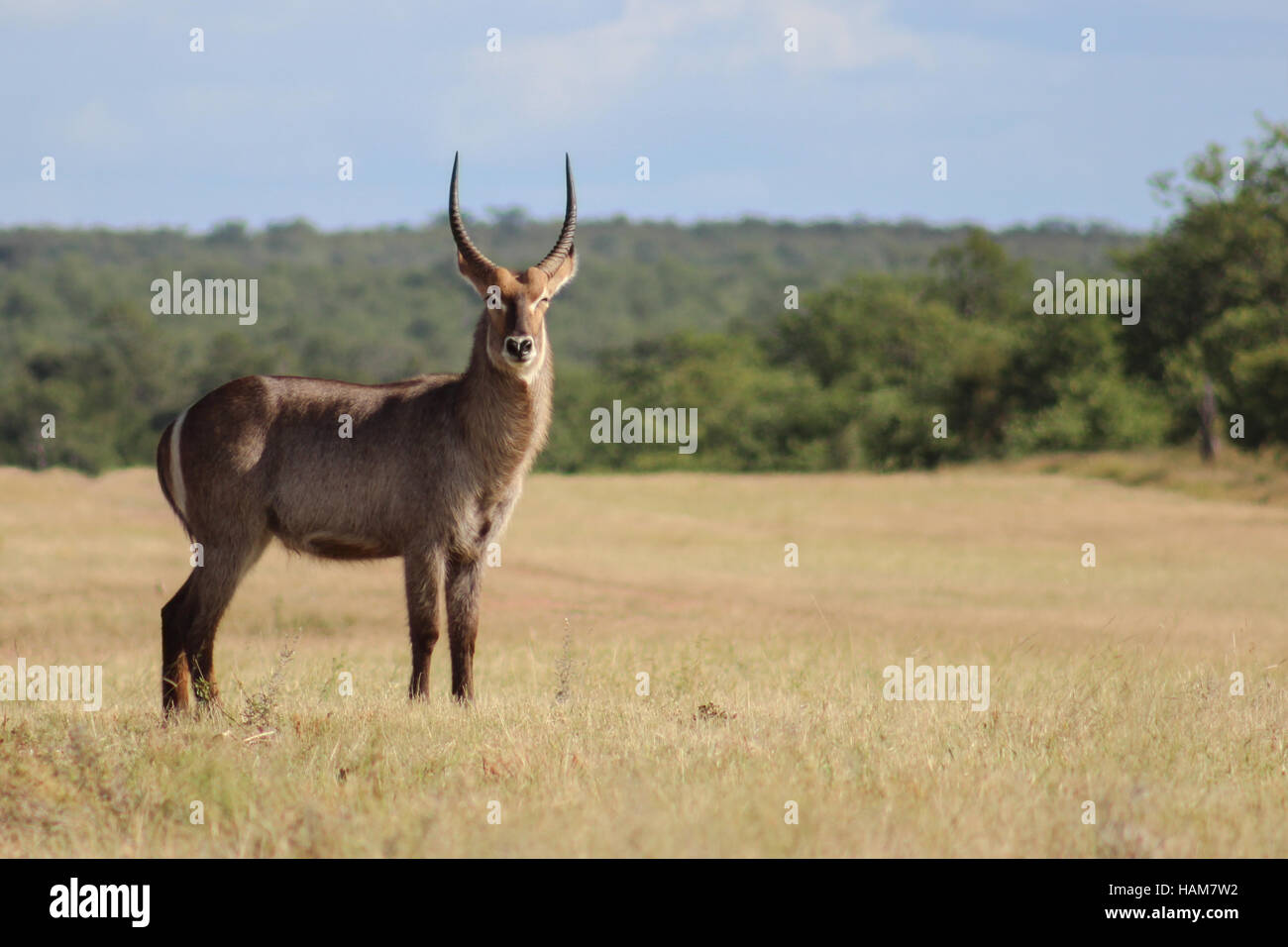Waterbuck (Kobus ellipsiprymnus) nel Parco Nazionale di Kruger Foto Stock