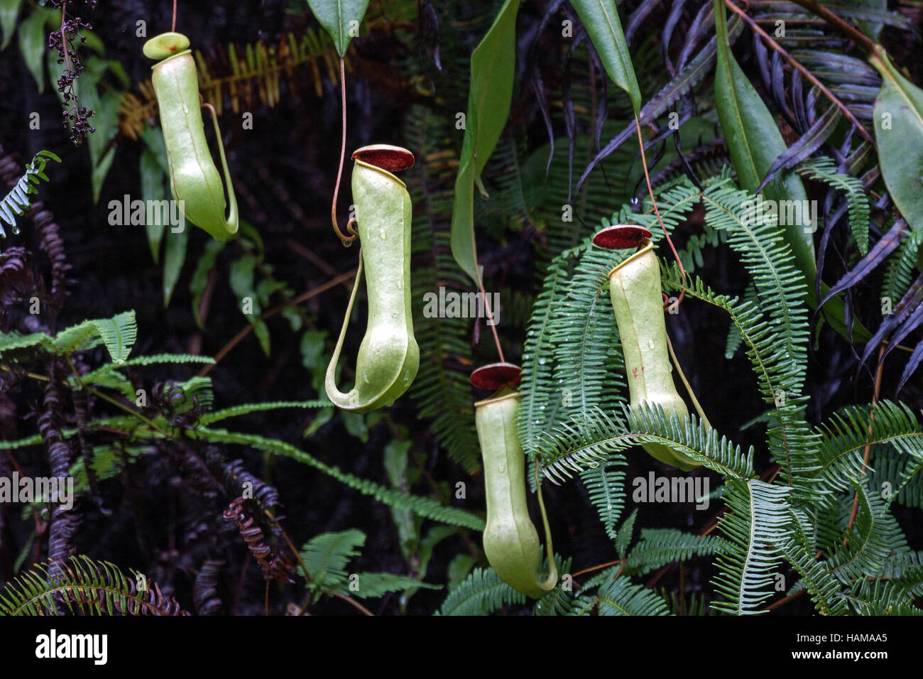 Brocca piante (Nepenthes), pianta carnivora, riserva forestale di Sinharaja, Sri Lanka Foto Stock