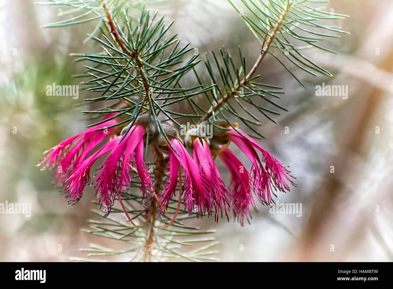 Calothamnus quadrifidus o una facciata rossa spazzola bottiglia Foto Stock