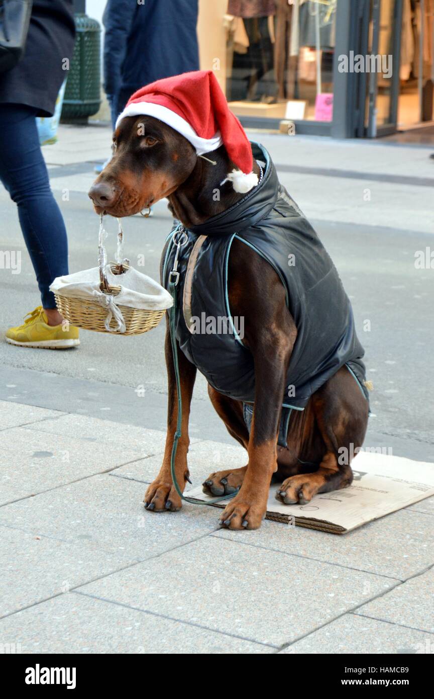 Dog sitter su strada tenendo un cesto in bocca con un cappello di Natale Foto Stock