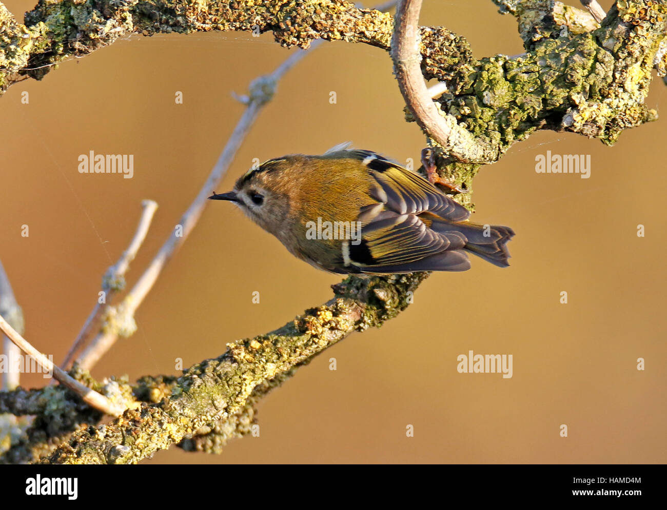 Goldcrest ( Regulus regulus) Foto Stock