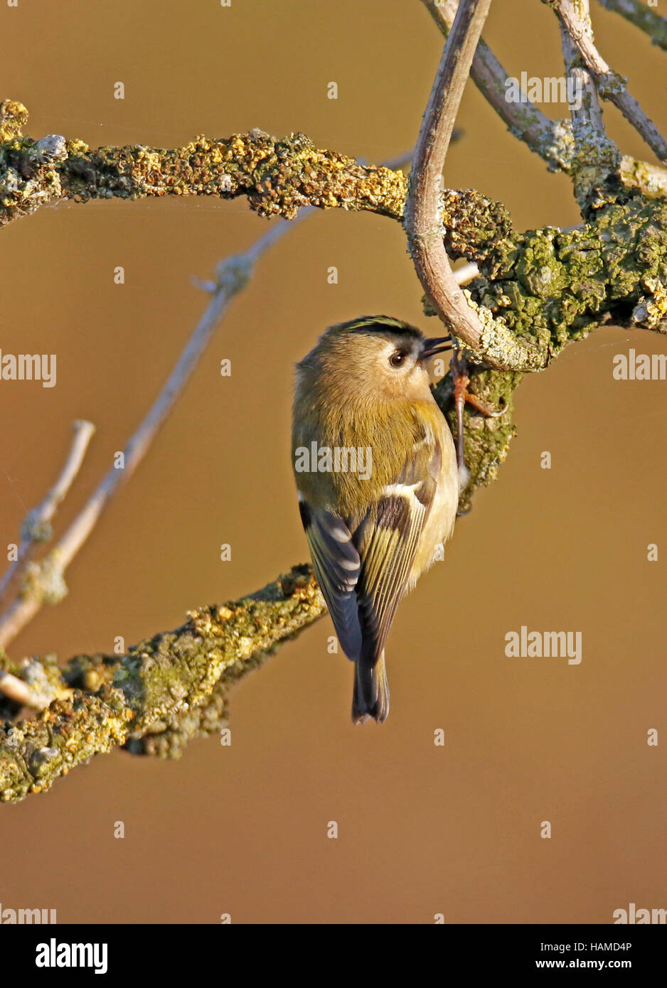 Goldcrest ( Regulus regulus) nella struttura ad albero Foto Stock