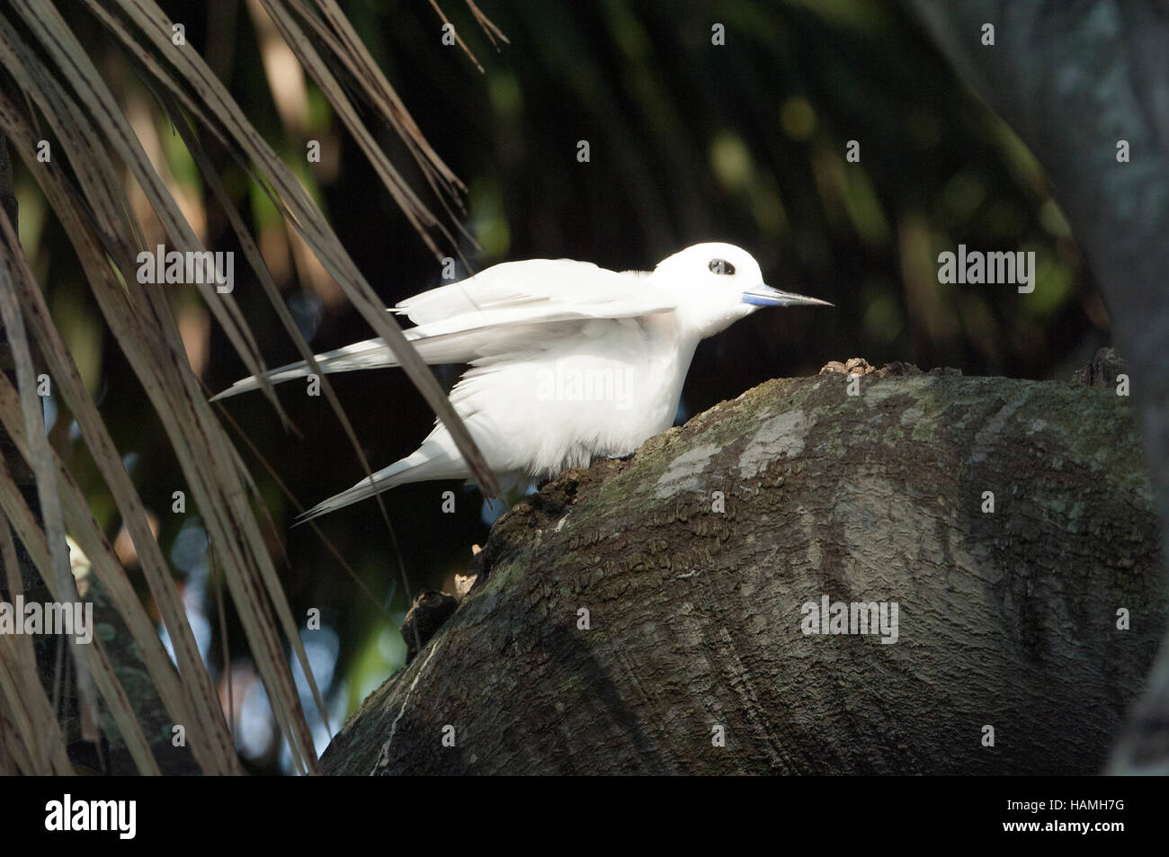 Bianco (Tern Gygis alba) stretching, Isola di Lord Howe, Nuovo Galles del Sud, NSW, Australia Foto Stock