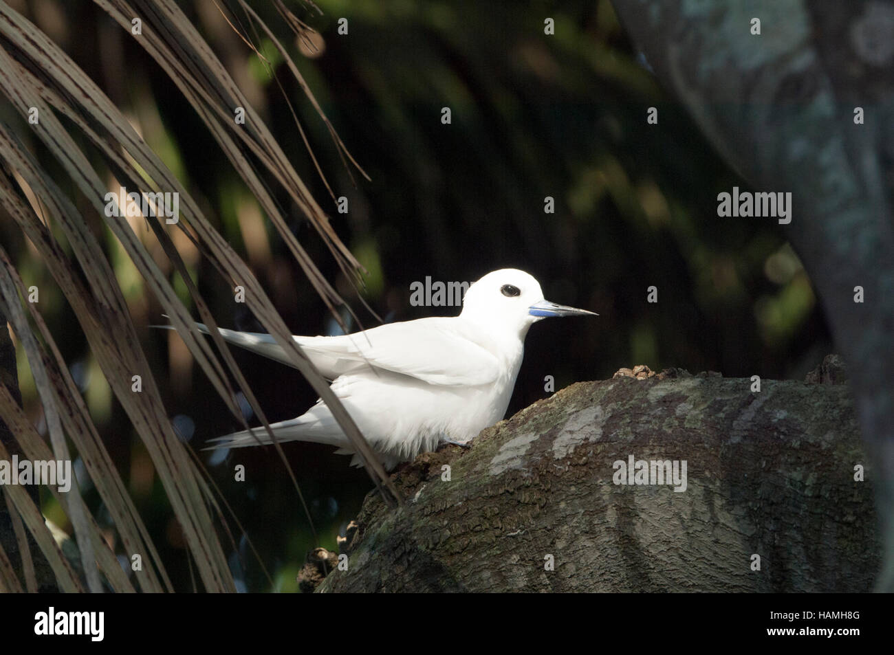 Bianco (Tern Gygis alba), Isola di Lord Howe, Nuovo Galles del Sud, NSW, Australia Foto Stock