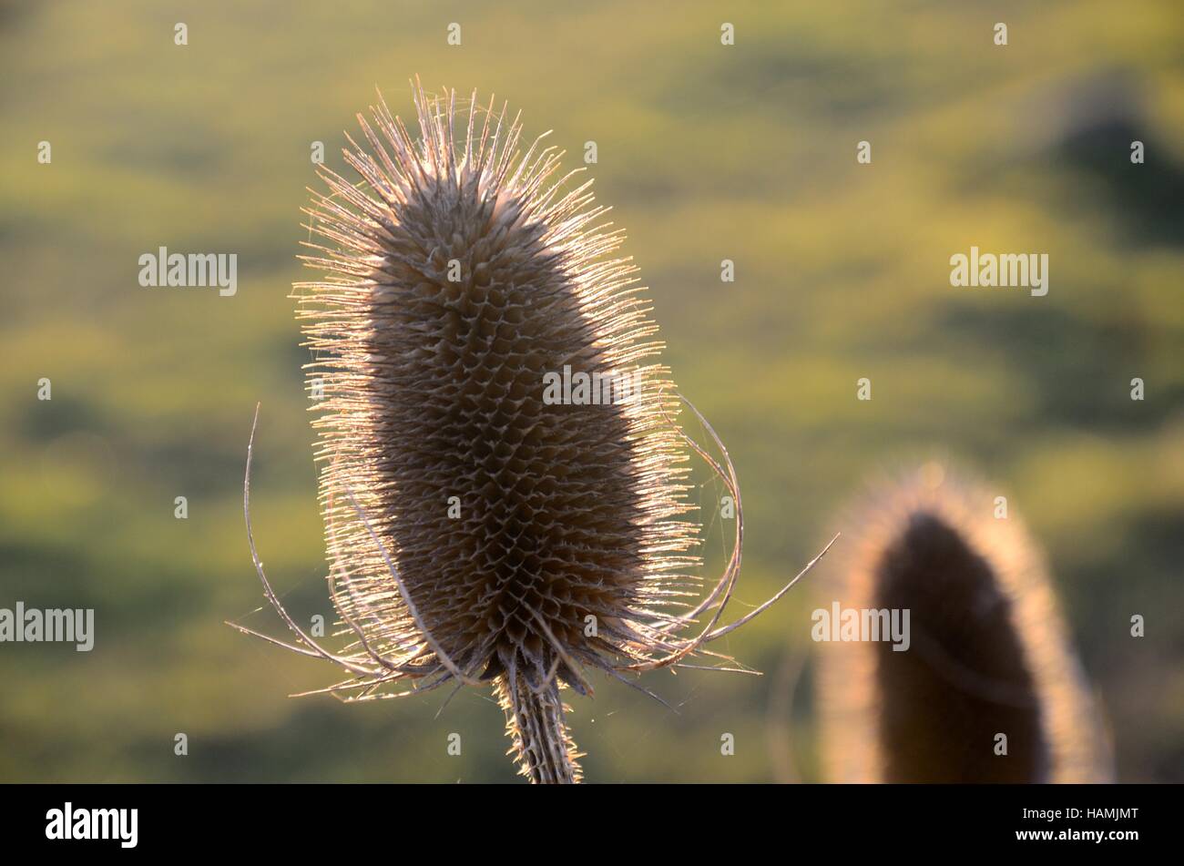 In prossimità della testa teasel dispacus back lit al tramonto Foto Stock