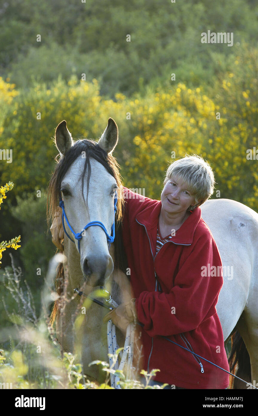 Mangalarga Marchador Stallone Foto Stock