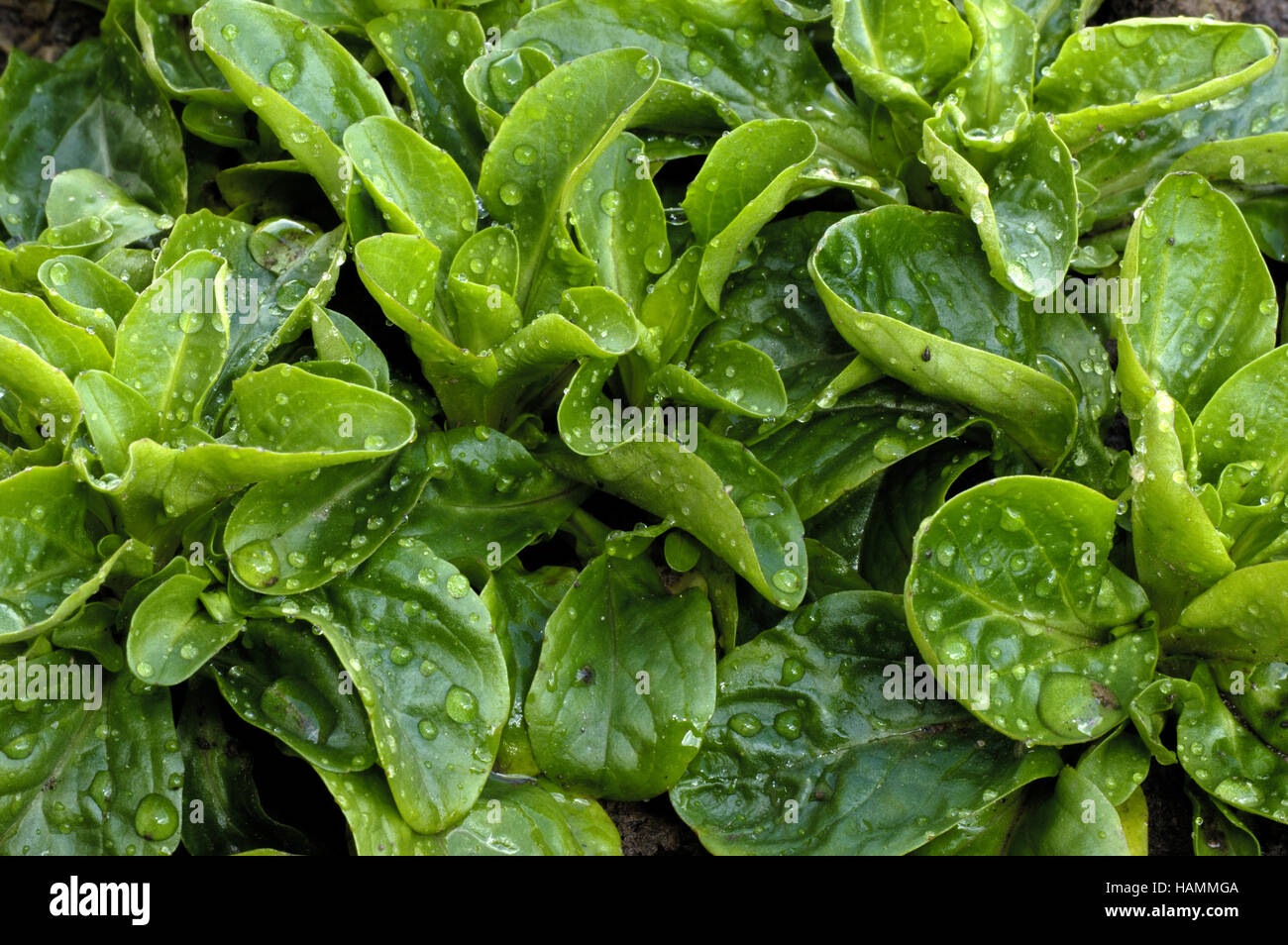 Cornsalad / Gewoehnlicher Feldsalat Foto Stock