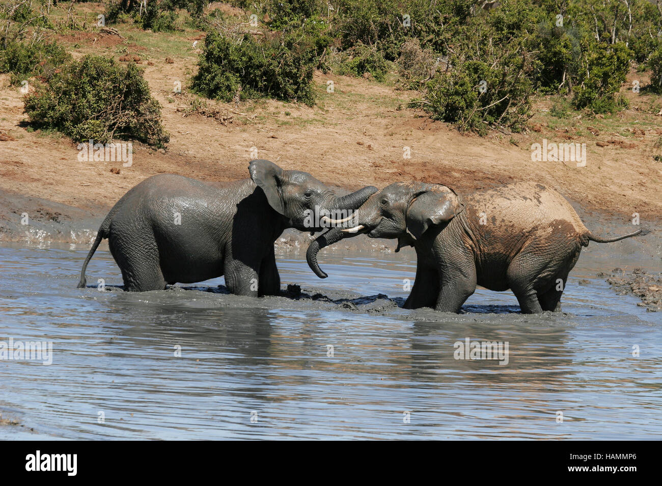 Giovani tori di elefante giocare combattimenti Foto Stock